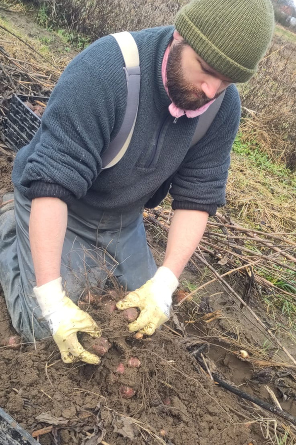 Topinambur Ernte auf dem Acker von Kolja Gärtnerhof Wendengarten