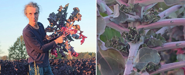 Das Bild zeigt eine Person, die eine große, buschige Pflanze mit dunkelgrünen und violetten Blättern in einem Feld hält. Daneben ist eine Nahaufnahme der Pflanze, die die Struktur der Blätter und Stängel detailliert zeigt.