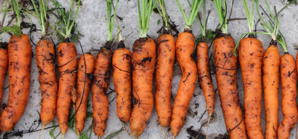 Frisch geerntete Möhren mit Grün und Erde anhaftend