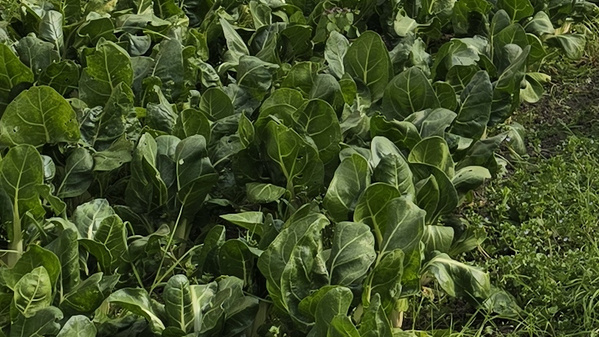 KI generiert: Ein Feld mit grünen Blattgemüsen, wahrscheinlich Mangold, dicht bewachsen.