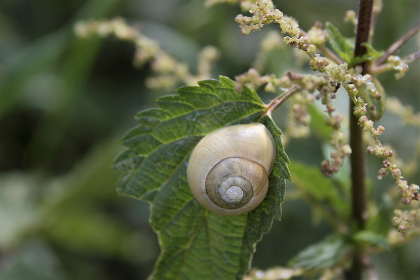 Weinbergschnecke auf Brennnesselblatt
