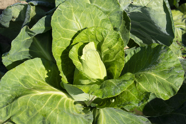 Spitzkohl mit Umblättern, wie er auf dem Feld wächst