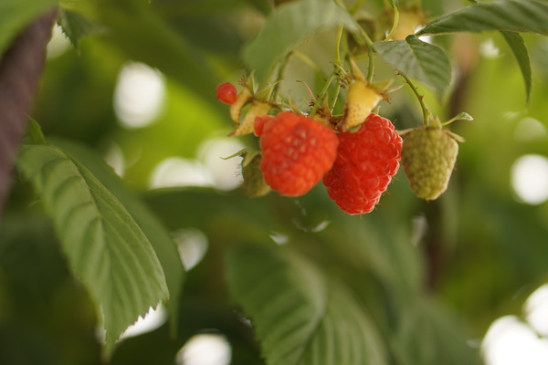 KI generiert: Reife und unreife Himbeeren an einem Zweig mit grünen Blättern.