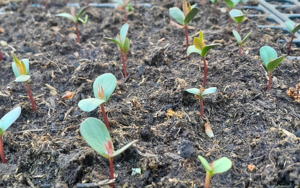 Gemüsesprösslinge auf dem Feld