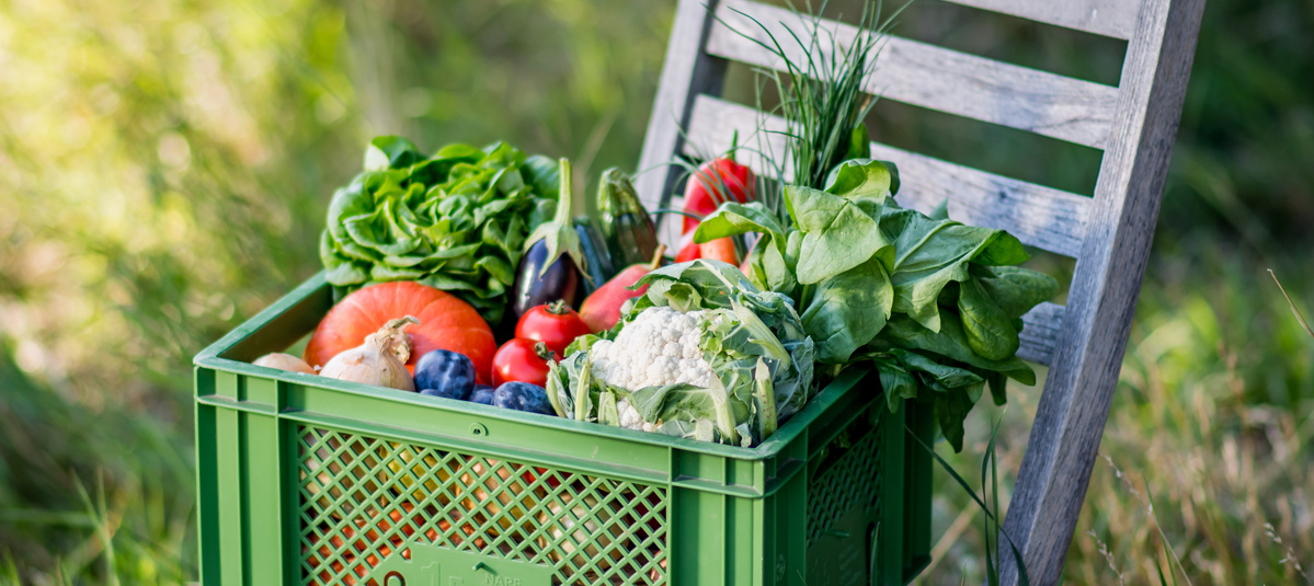 Grünland Regionalkiste mit frischem Obst und Gemüse gefüllt auf Holzstuhl im Garten