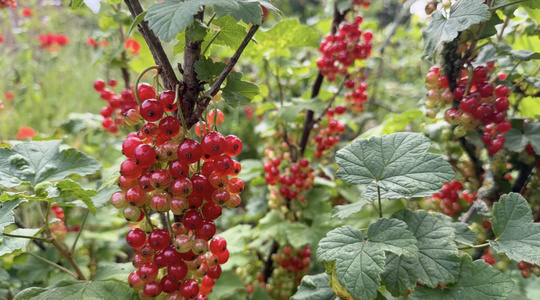 Rote Johannisbeeren wachsen in einem grünen Garten.