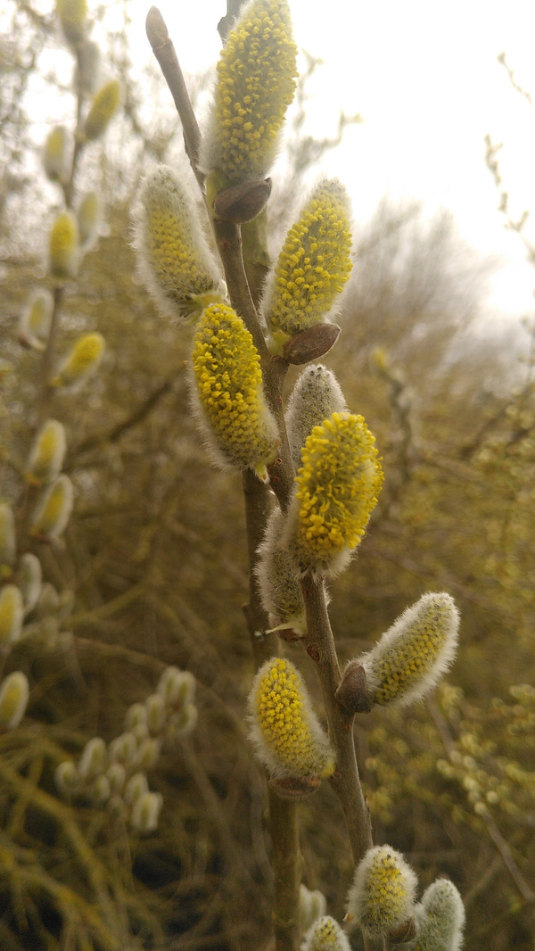 Weidenblüte