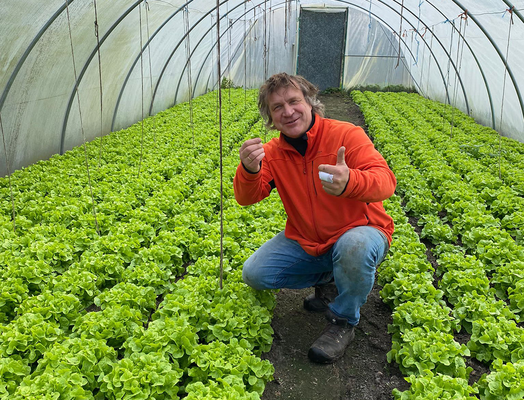 Salatanbau im Folientunnel mit Jens Kulow