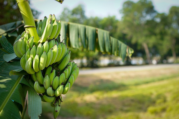 Bananenstaude mit grünen Bananen