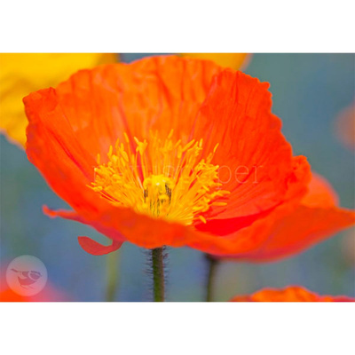 Produktfoto zu Postkarte Islandmohn