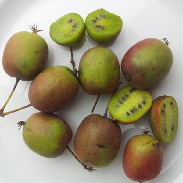 Produktfoto zu Mini Kiwi (Kiwai) 250g-Schale