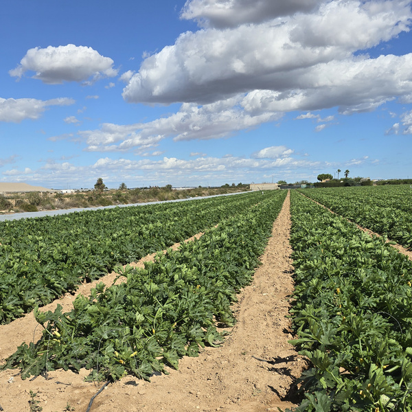 KI generiert: Das Bild zeigt ein landwirtschaftliches Feld mit grünen Pflanzenreihen, die sich bis zum Horizont erstrecken, unter einem teilweise bewölkten Himmel. Der Hauptinhalt des Bildes ist der wohlgepflegte, weite Gemüseanbau auf fruchtbaren Böden.