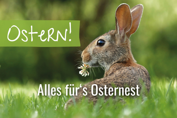 Osterhase auf dem Feld