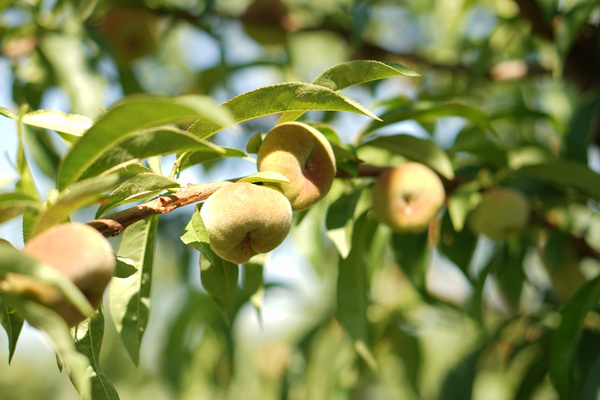 KI generiert: Zweig mit reifenden Pfirsichen und grünen Blättern in der Sonne.