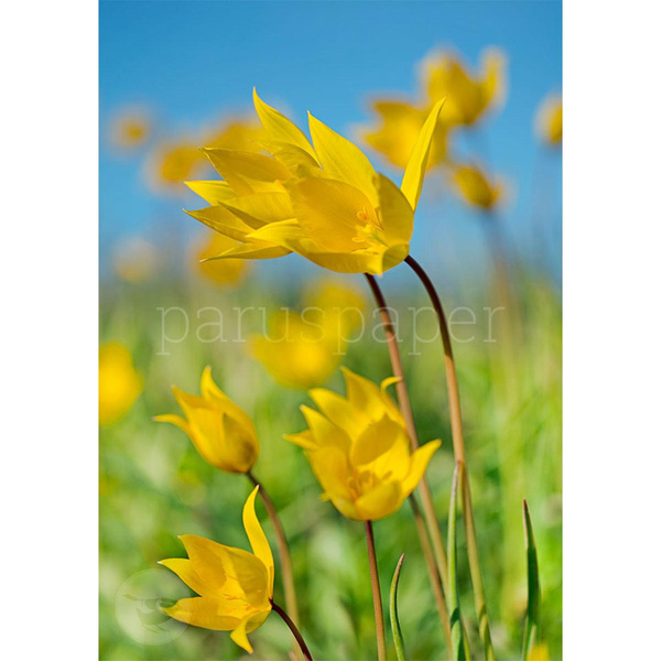Produktfoto zu Postkarte Wildtulpen