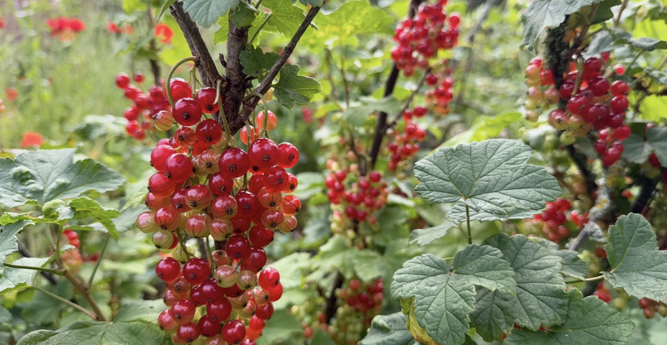 Rote Johannisbeeren an Sträuchern in einem Garten.