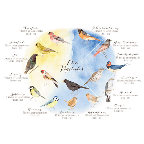 Produktfoto zu Postkarte Vogeluhr