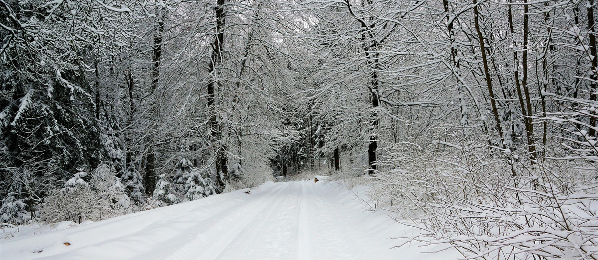 KI generiert: Verschneiter Waldweg mit schneebedeckten Bäumen. Kein Text vorhanden.
