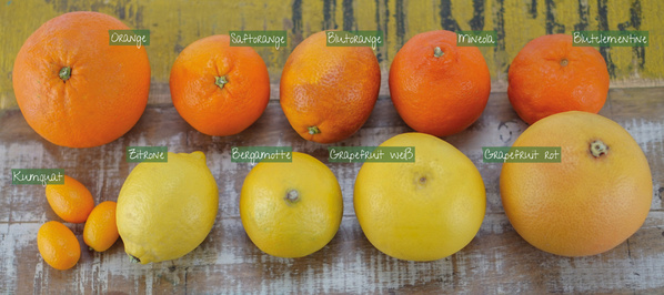 Das Bild zeigt verschiedene Zitrusfrüchte sortiert und beschriftet auf einem rustikalen Holzuntergrund. Zu sehen sind unter anderem Orange, Blutorange, Zitrone, Grapefruit und Kumquat.