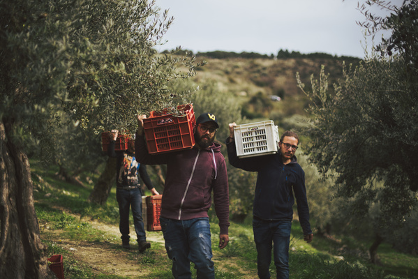 KI generiert: Personen tragen Kisten durch einen Olivenhain.