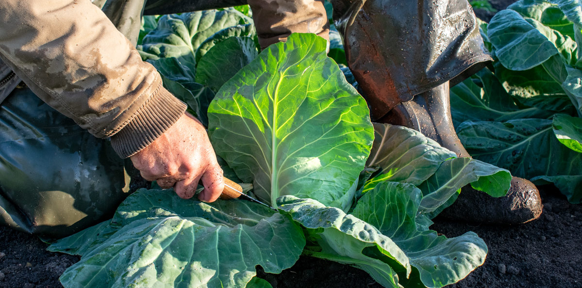 Landwirt mit Messer auf dem Feld bei der Kohlernte