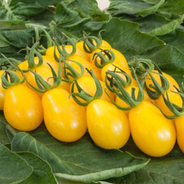 Produktfoto zu Tomatenpflanze Yellow Submarine