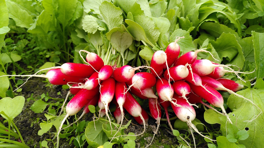 Frisch geerntete Radieschenbunde auf dem Feld