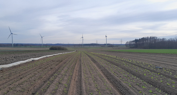 Pflanzungen auf dem Acker von Hof Brummelkamp