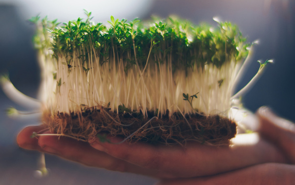 Kressesprossen auf Gärtnerhand präsentiert