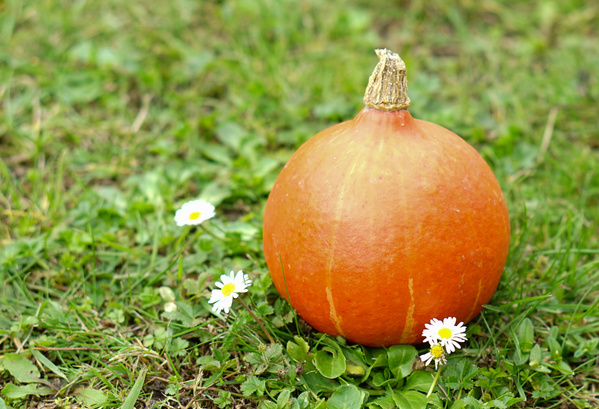 KI generiert: Ein orangefarbener Kürbis liegt auf grünem Gras, umgeben von kleinen Gänseblümchen.