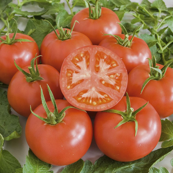 Produktfoto zu Tomatenpflanze St. Pierre
