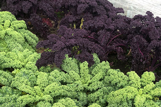 KI generiert: Zwei Sorten von Grünkohl, eine dunkelviolett, die andere grün, wachsen in einem Gartenbeet nebeneinander.