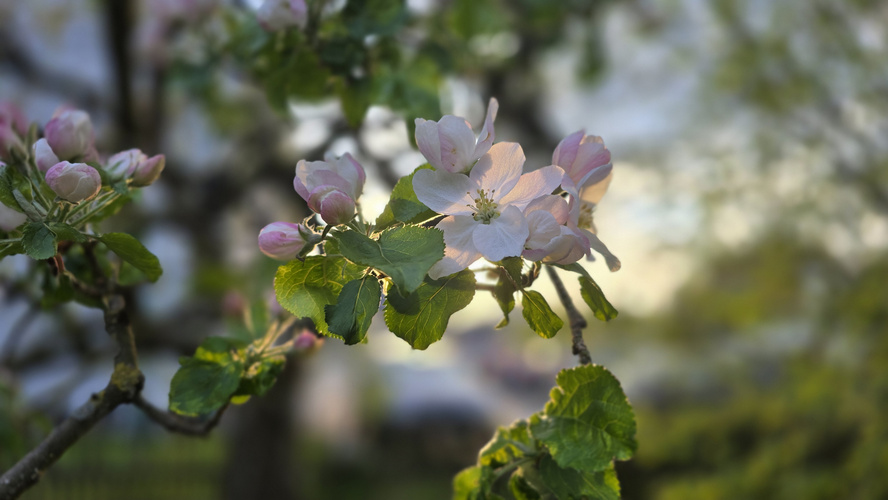 KI generiert: Ein blühender Zweig mit rosa-weißen Blüten, grüne Blätter und unscharfer Hintergrund.