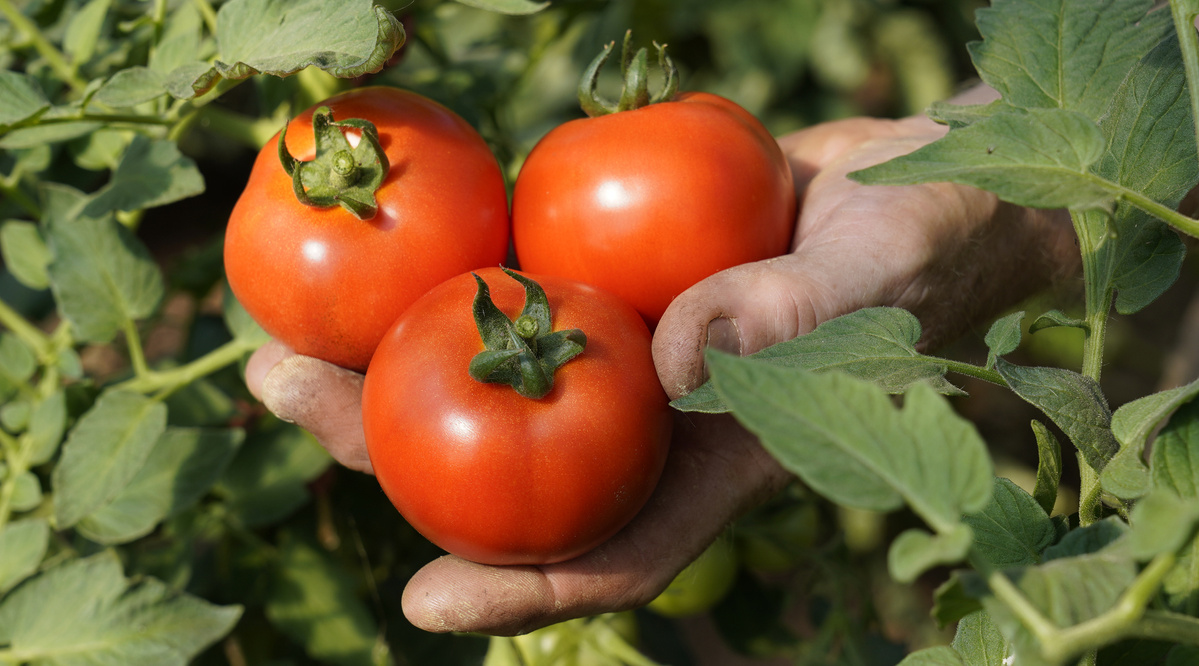 Tomaten auf Gärtnerhand inmitten von Tomatenpflanzen