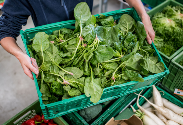 KI generiert: Eine Person hält eine grüne Kiste voller frischem Spinat.