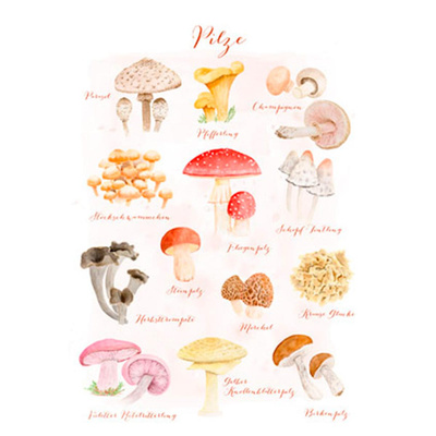 Produktfoto zu Postkarte Heimische Pilze