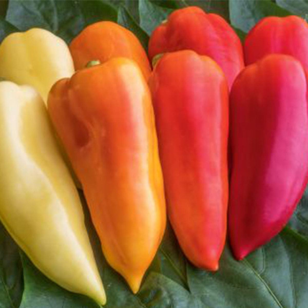 Produktfoto zu Paprikapflanze Ferenc Tender