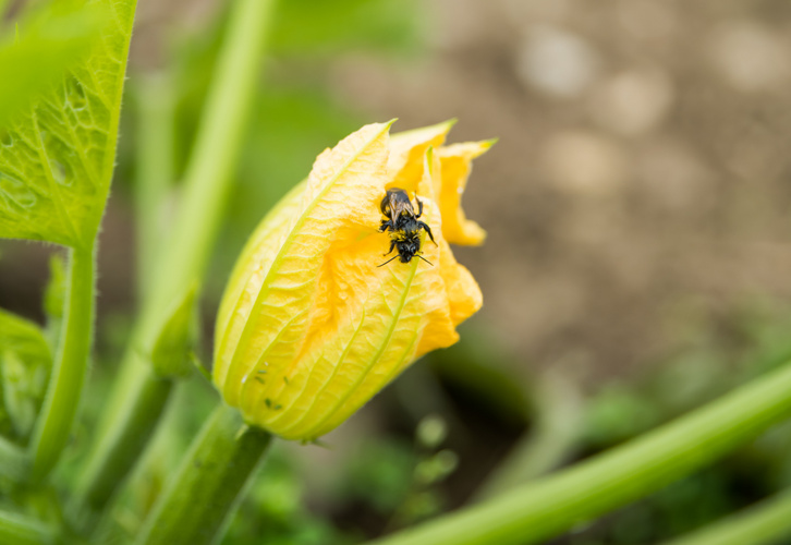 Biene auf einer gelben Zucchiniblüte im Garten.
