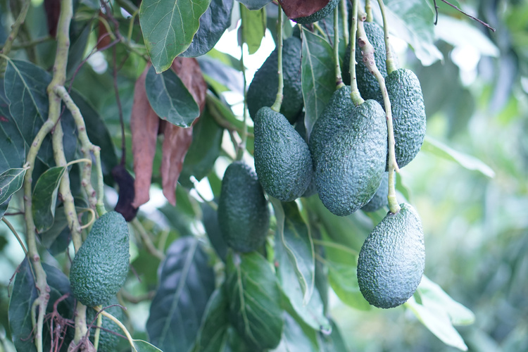 Avocado der Sorte Hass am Baum hängend