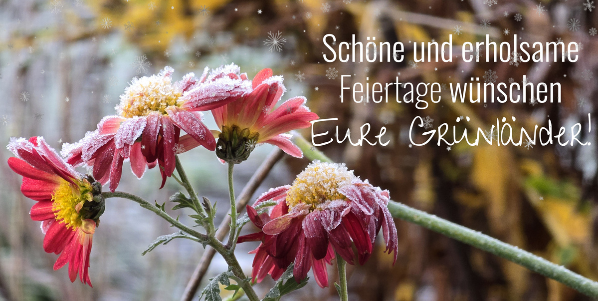 Das Bild zeigt gefrorene, rot-rosa Blumen mit einer festlichen Grußbotschaft: "Schöne und erholsame Feiertage wünschen Eure Grünländer." Im Hintergrund sind verschwommene Pflanzen zu sehen.