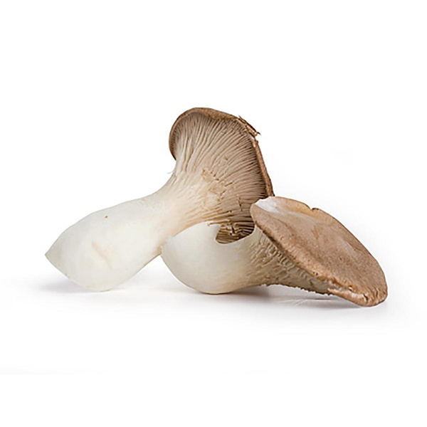 Produktfoto zu Kräuterseitlinge