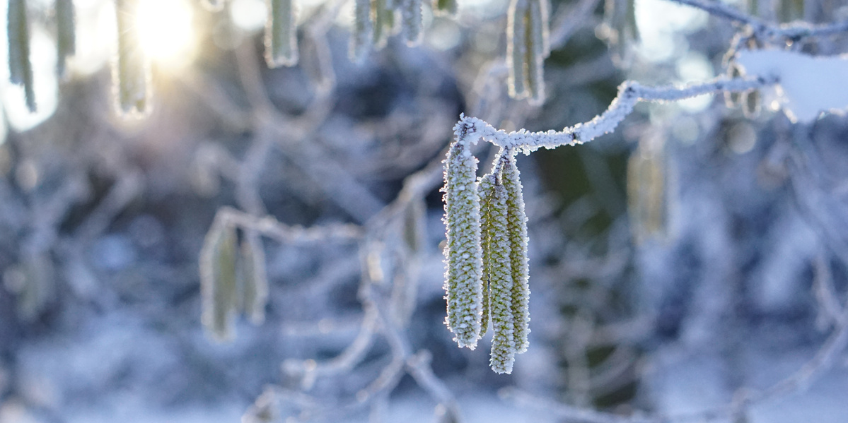 Weidenkätzchen am Baum mit Frost überreift gegen die Sonne