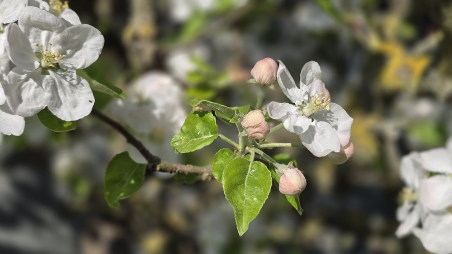 KI generiert: Nahaufnahme von blühenden Apfelbaumzweigen mit weißen Blüten und geschlossenen Knospen.