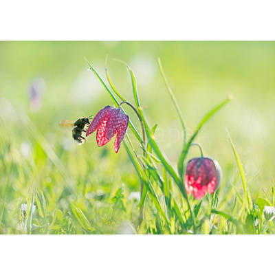 Produktfoto zu Postkarte Schachbrettblume