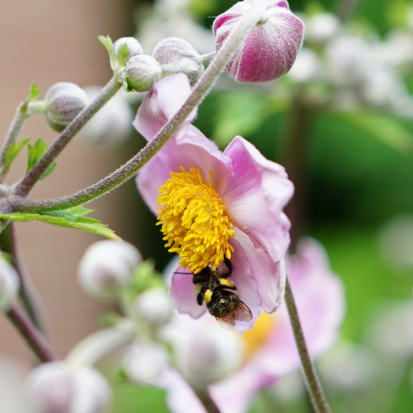 Biene auf Blüte Herbstanemone