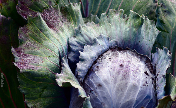 KI generiert: Das Bild zeigt eine Nahaufnahme eines Rotkohlkopfs mit detailreichen, übereinanderliegenden Blättern. Der Hauptinhalt ist die Struktur und Farbe der Kohlblätter.
