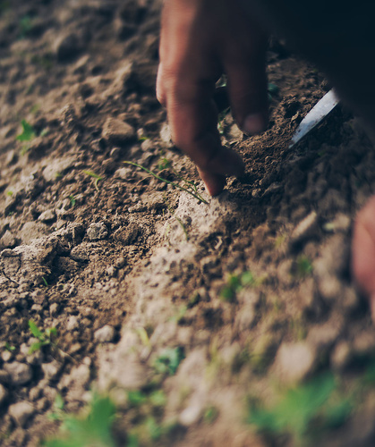 Hand berührt Ackerboden