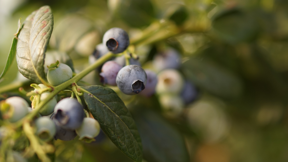 KI generiert: Nahaufnahme von reifen Blaubeeren an einem Zweig mit grünen Blättern.