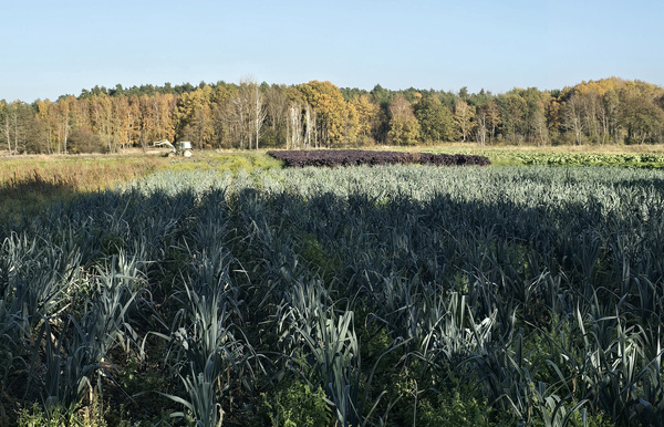 KI generiert: Feld mit verschiedenen Gemüsesorten im Vordergrund, Wald im Hintergrund bei klarem Himmel.