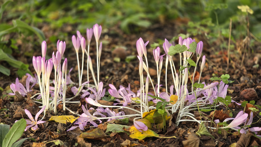 KI generiert: Violette Herbstzeitlose blühen auf Waldboden zwischen Laub und Pflanzen.
